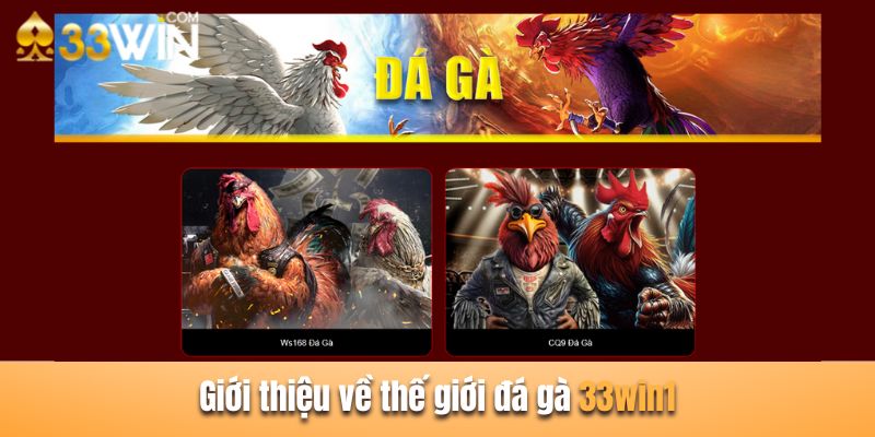 Đá gà 33win1 mang theo sức hút nổi bật