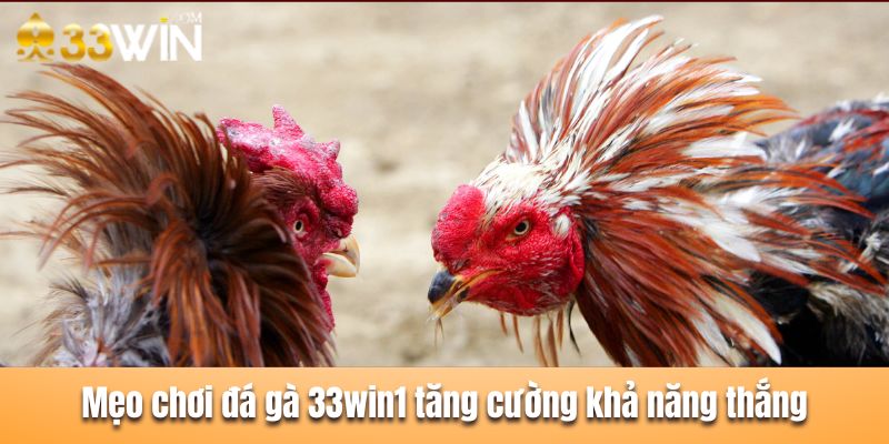 Mẹo chơi đá gà tại 33win1 hay