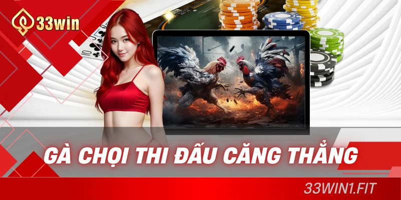 Gà chọi thi đấu căng thẳng